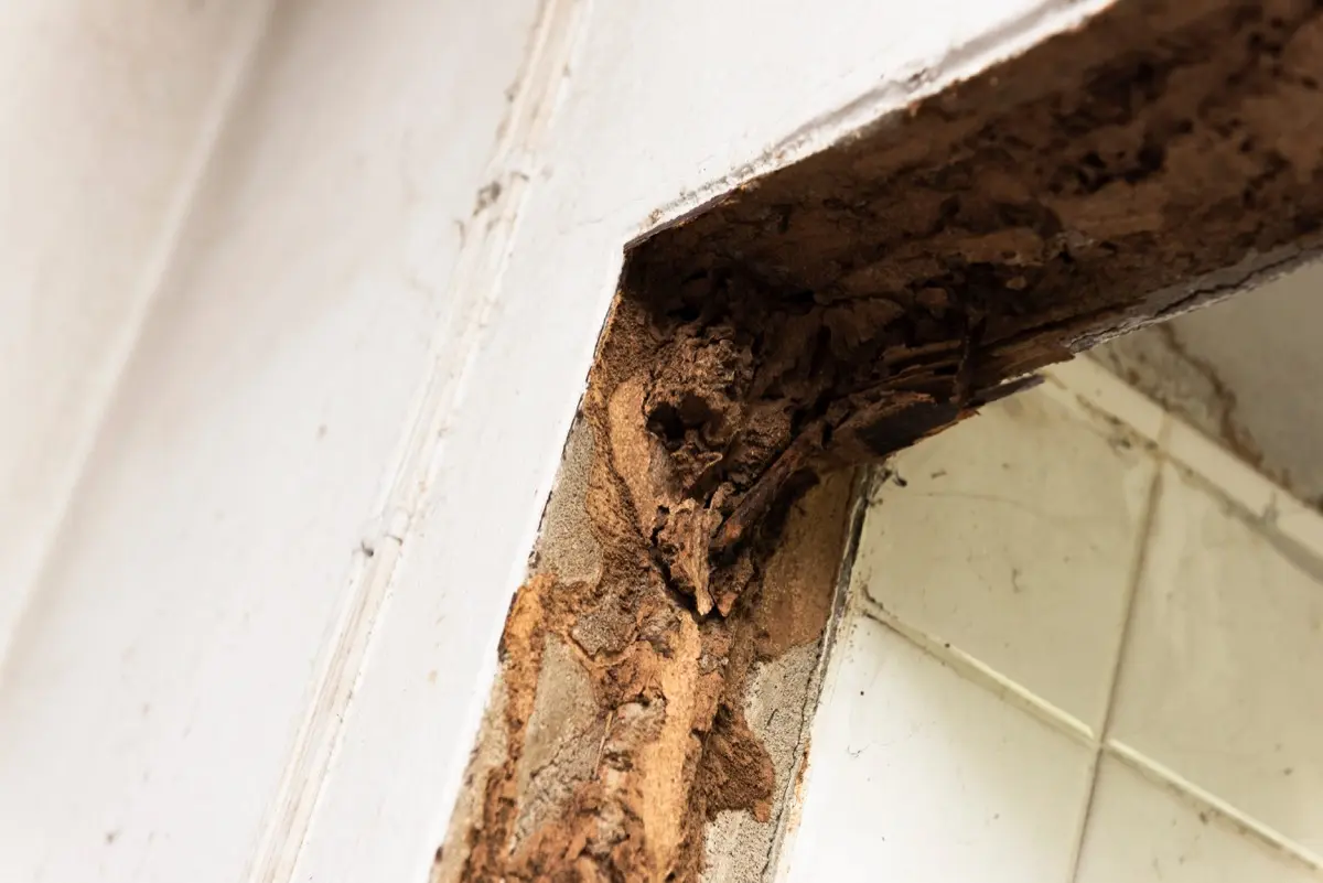 Termite Damage